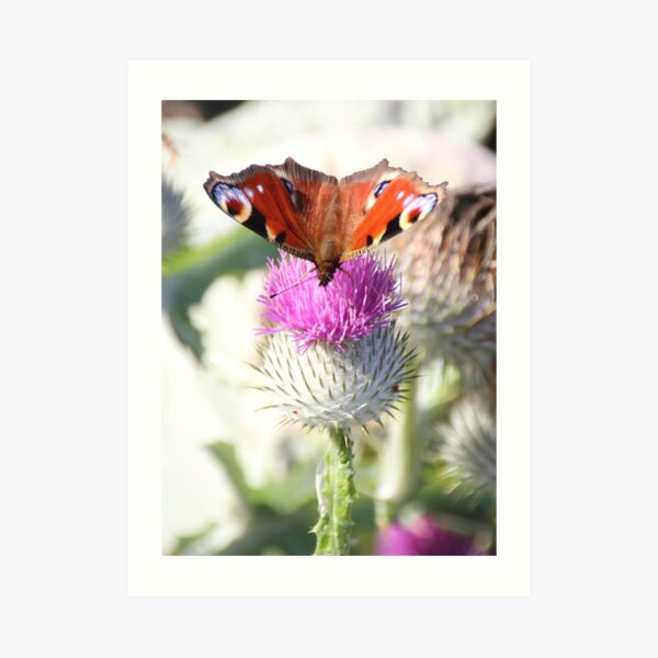 Peacock on thistle Art Print