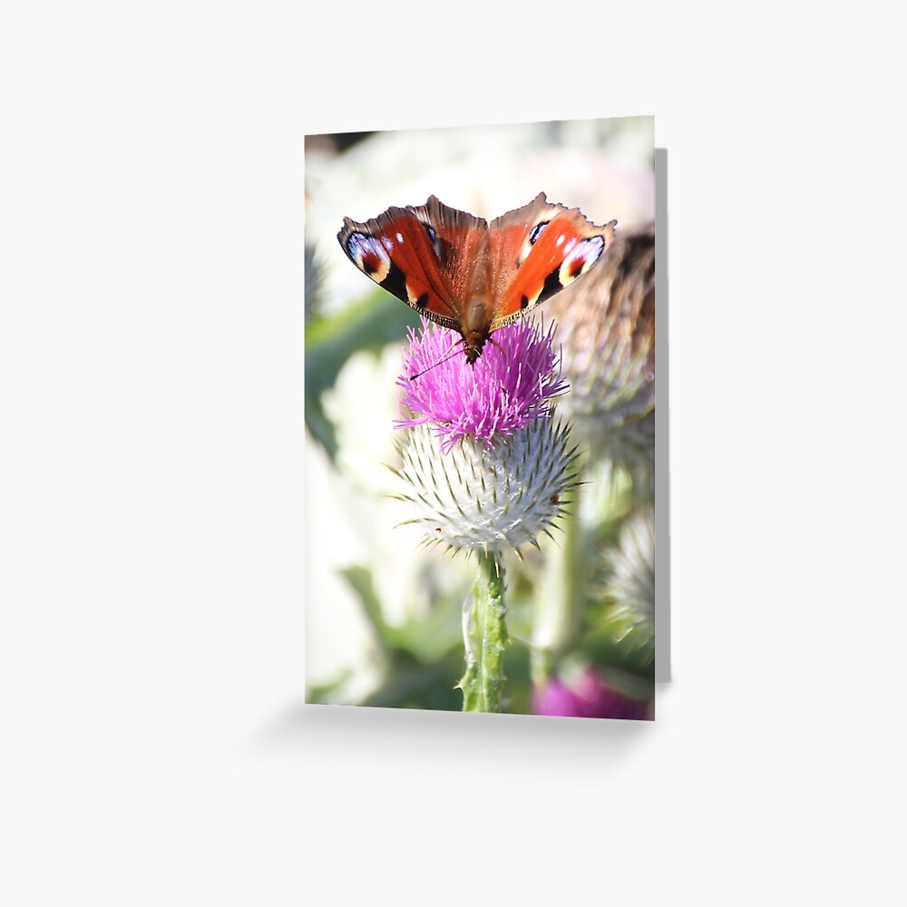 Peacock on thistle Greeting Card
