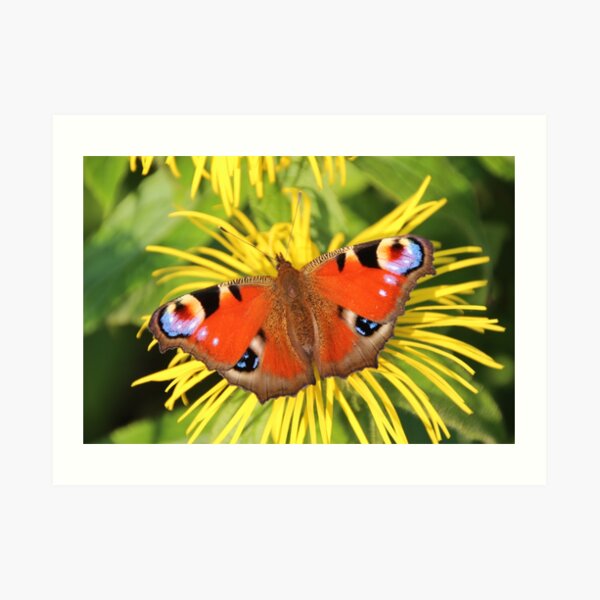 Peacock butterfly Art Print