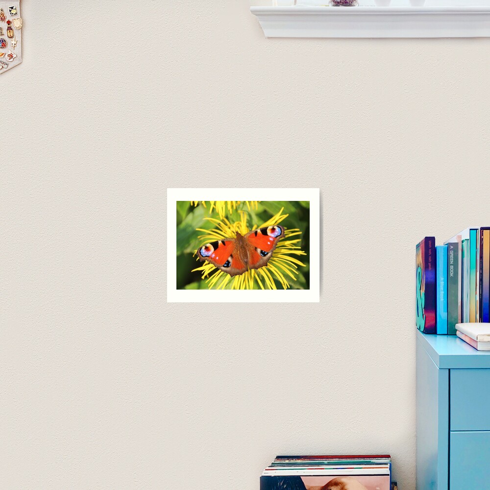 Peacock butterfly Art Print