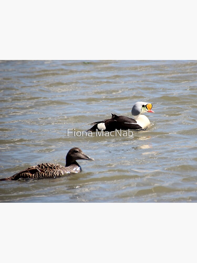 Eiders by orcadia