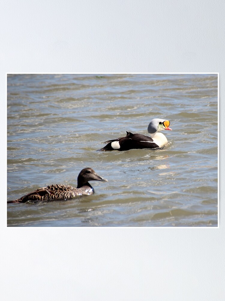 Alternate view of Eiders Poster