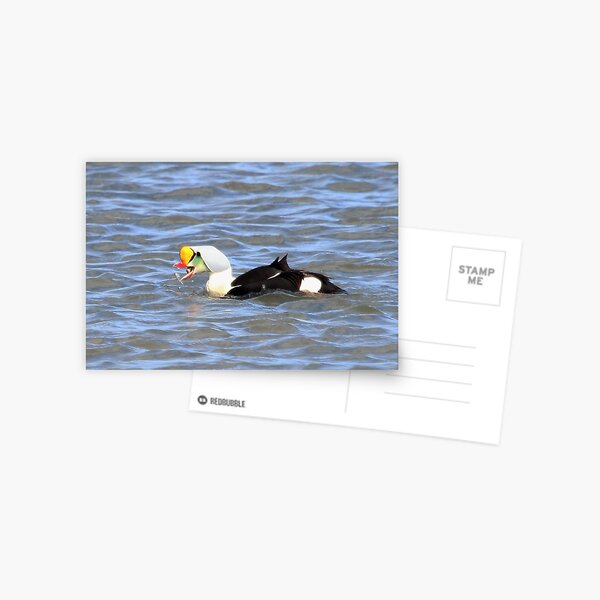 Dinner time Postcard