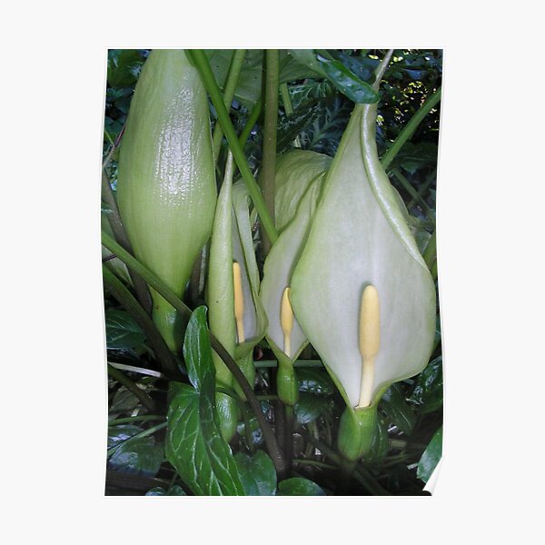 Wild Arum Poster