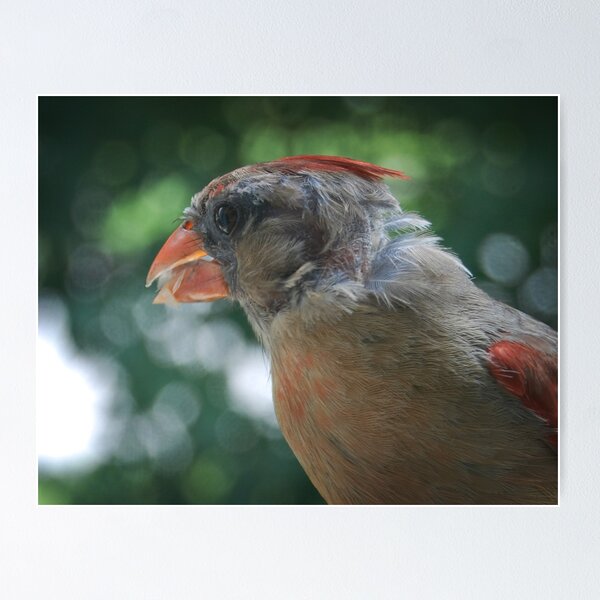 Young Northern Cardinal Poster