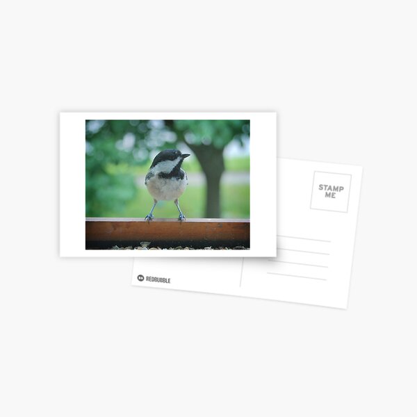 Carolina Chickadee Postcard
