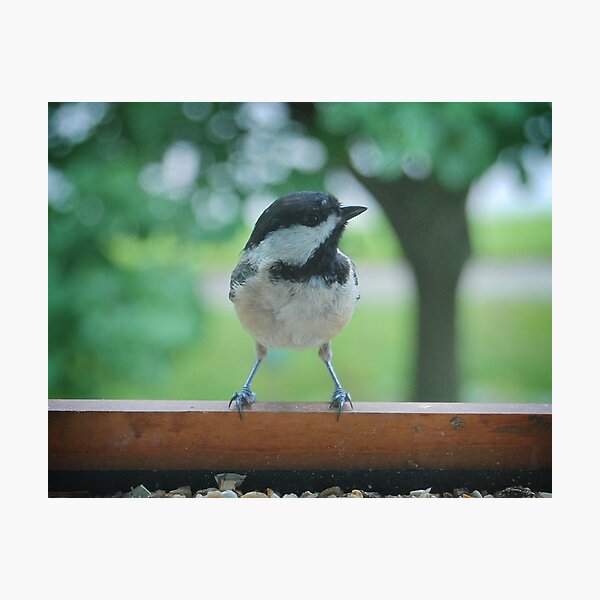 Carolina Chickadee Photographic Print