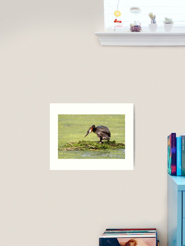 Thumbnail 2 of 3, Art Print, Great crested grebe designed and sold by orcadia.