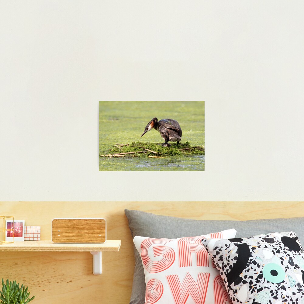 Great crested grebe Photographic Print