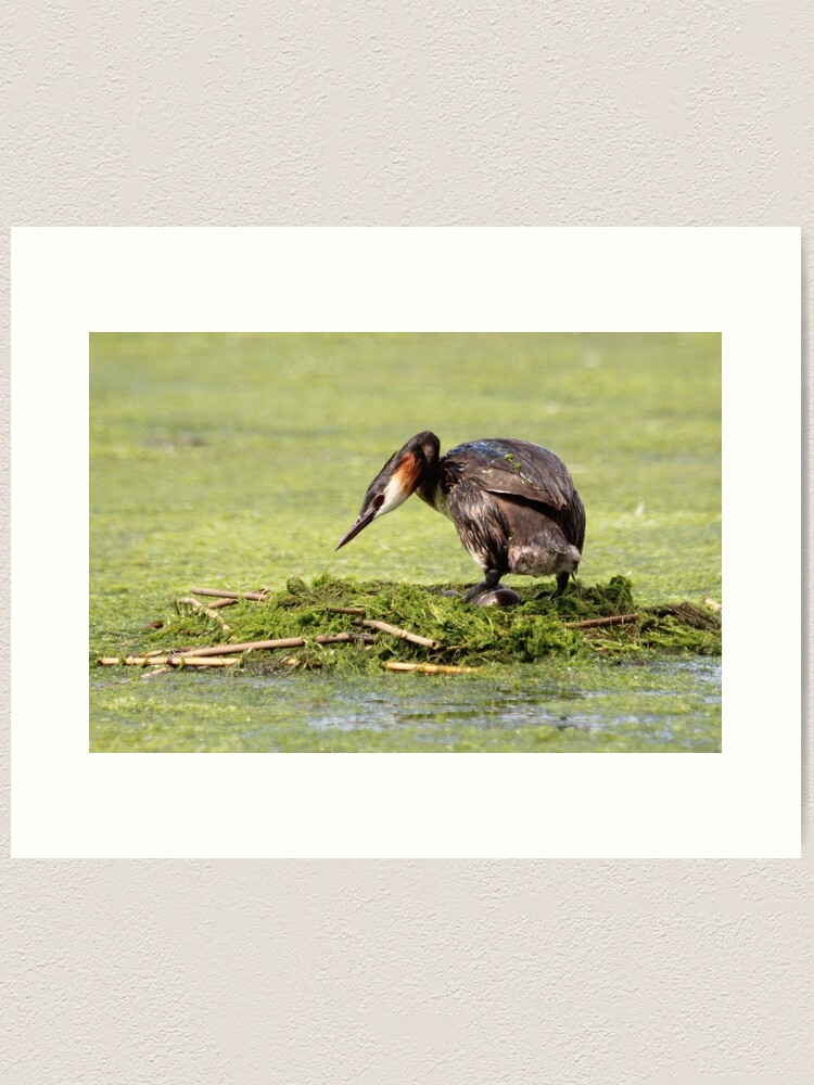 Thumbnail 1 of 3, Art Print, Great crested grebe designed and sold by orcadia.