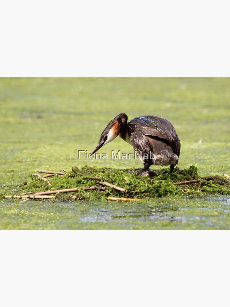 Great crested grebe by orcadia