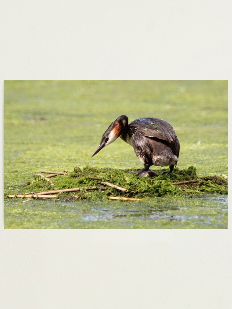 Alternate view of Great crested grebe Photographic Print
