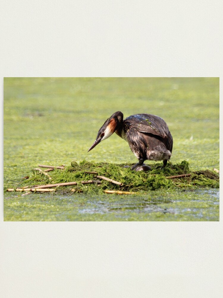 Alternate view of Great crested grebe Photographic Print