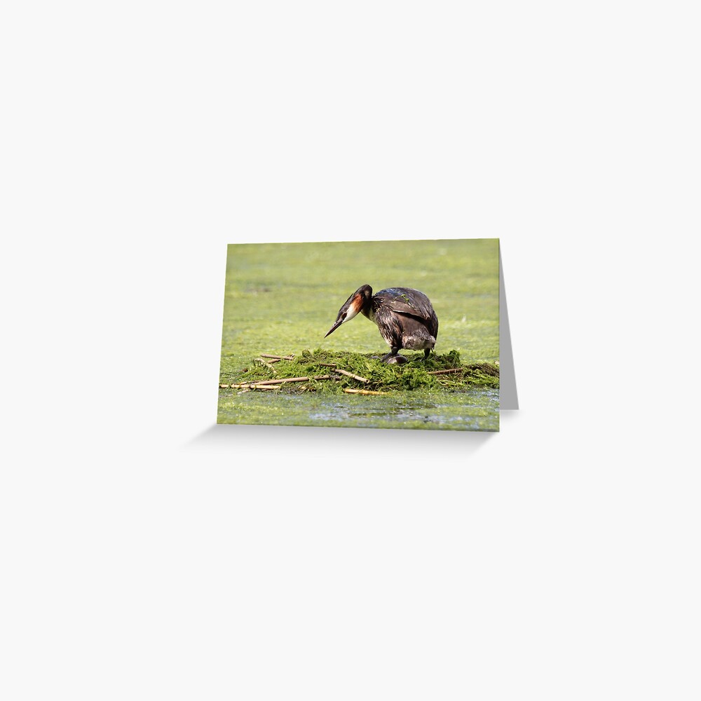 Great crested grebe Greeting Card
