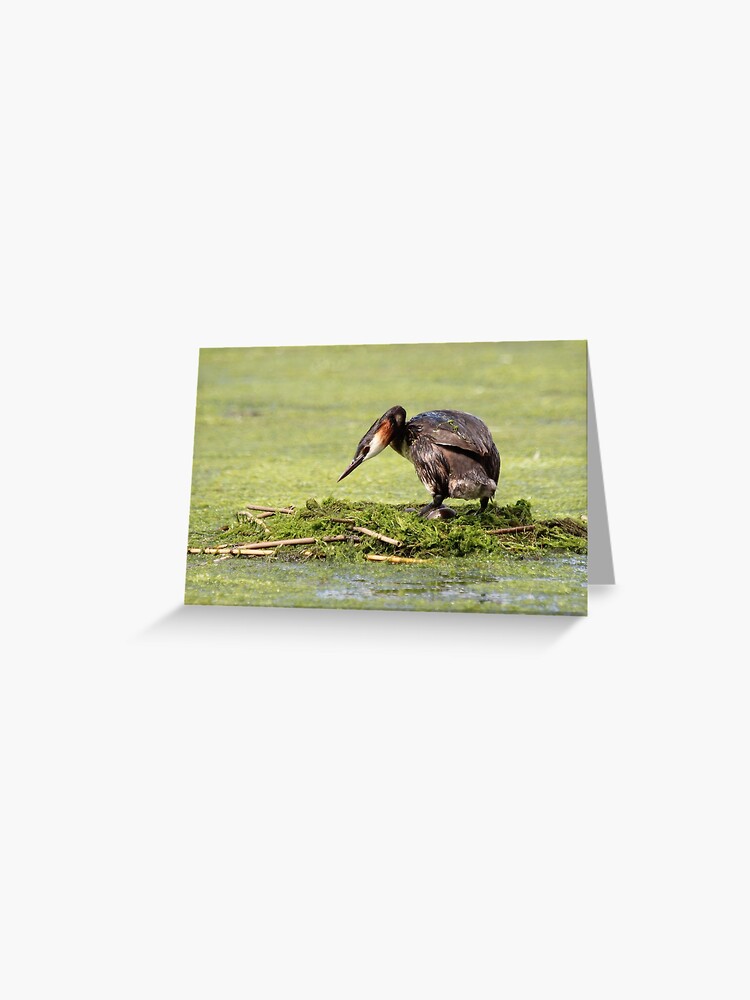 Thumbnail 1 of 2, Greeting Card, Great crested grebe designed and sold by orcadia.