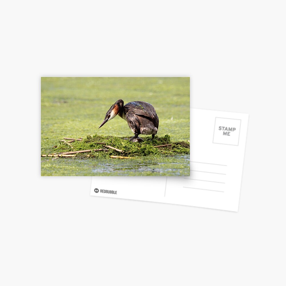 Item preview, Postcard designed and sold by orcadia.