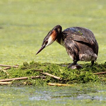 Artwork thumbnail, Great crested grebe by Fiona MacNab