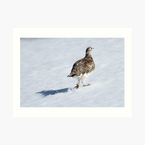 Ptarmigan Art Print