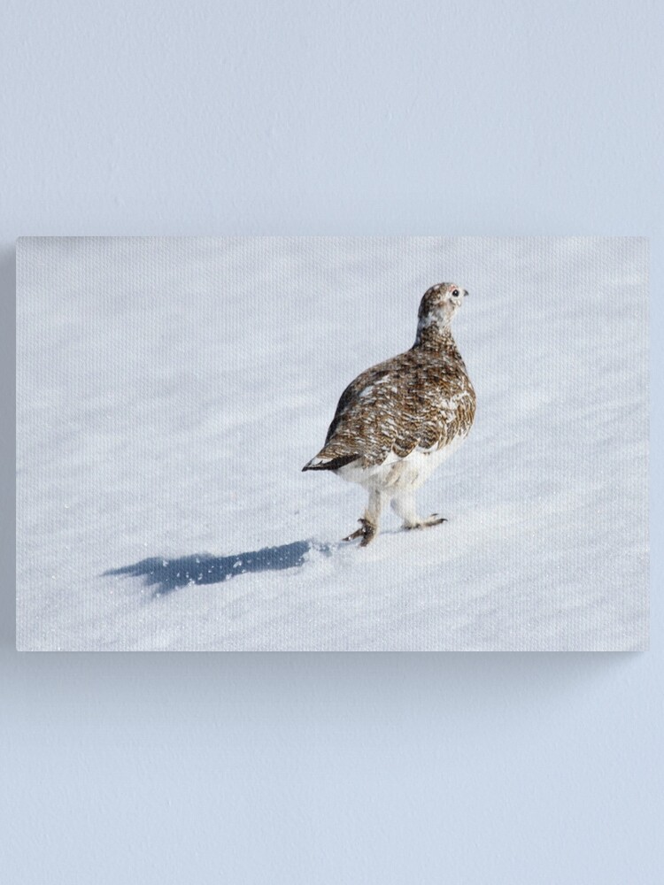 Thumbnail 2 of 3, Canvas Print, Ptarmigan designed and sold by Fiona MacNab.