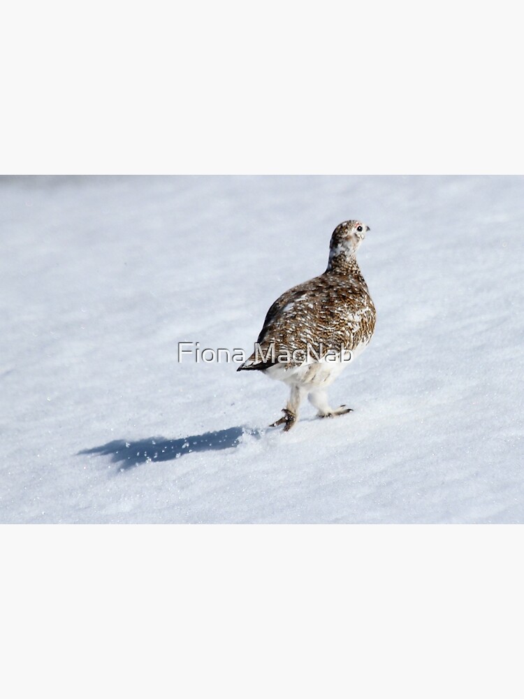 Ptarmigan by orcadia