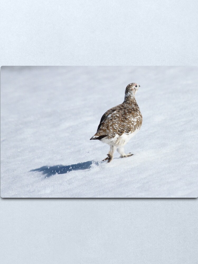 Alternate view of Ptarmigan Metal Print