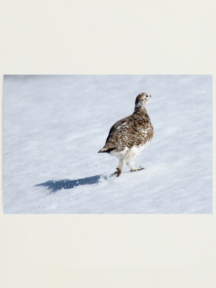 Alternate view of Ptarmigan Photographic Print