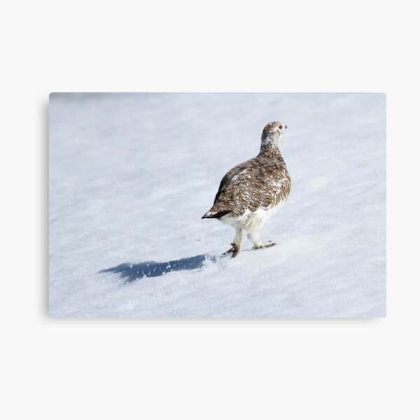 Ptarmigan Metal Print