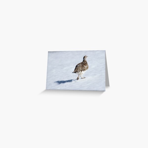 Ptarmigan Greeting Card