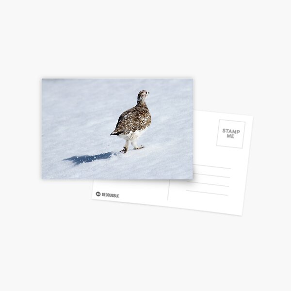 Ptarmigan Postcard