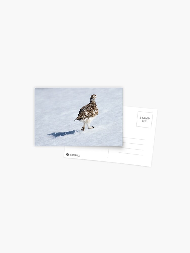 Thumbnail 1 of 2, Postcard, Ptarmigan designed and sold by orcadia.