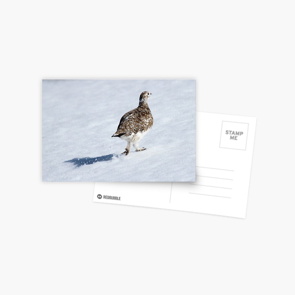 Ptarmigan Postcard
