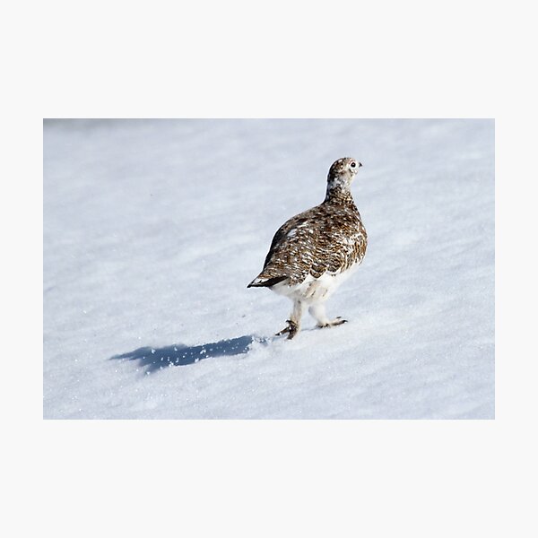 Ptarmigan Photographic Print