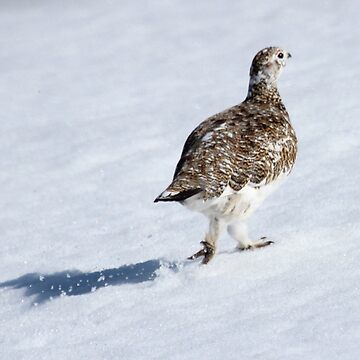 Artwork thumbnail, Ptarmigan by Fiona MacNab