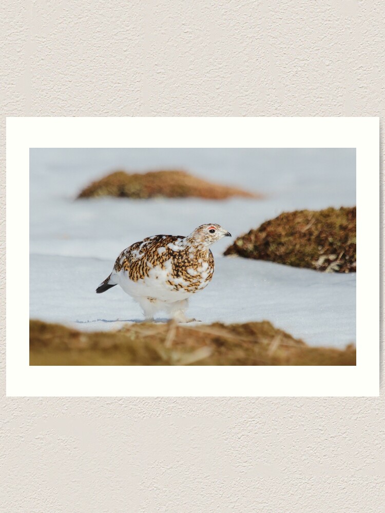 Alternate view of Ptarmigan Art Print