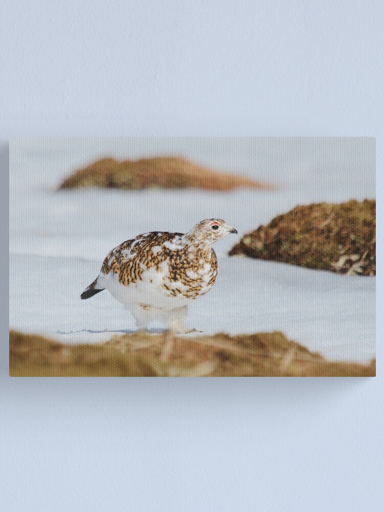 Alternate view of Ptarmigan Canvas Print