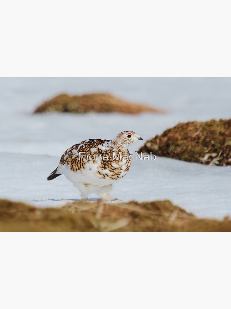 Ptarmigan by orcadia