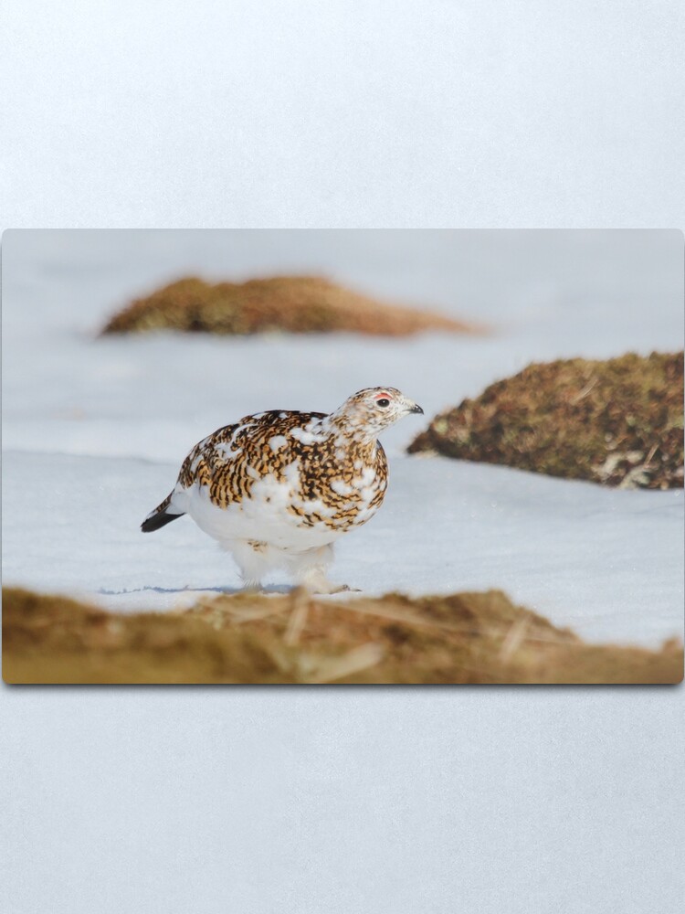 Alternate view of Ptarmigan Metal Print