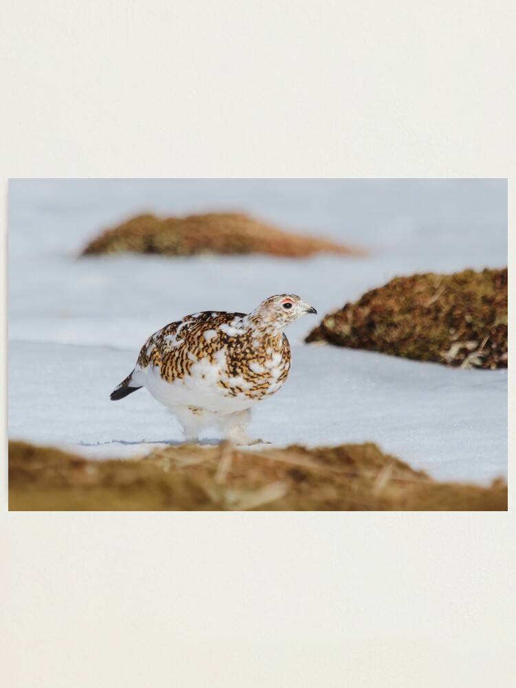 Alternate view of Ptarmigan Photographic Print