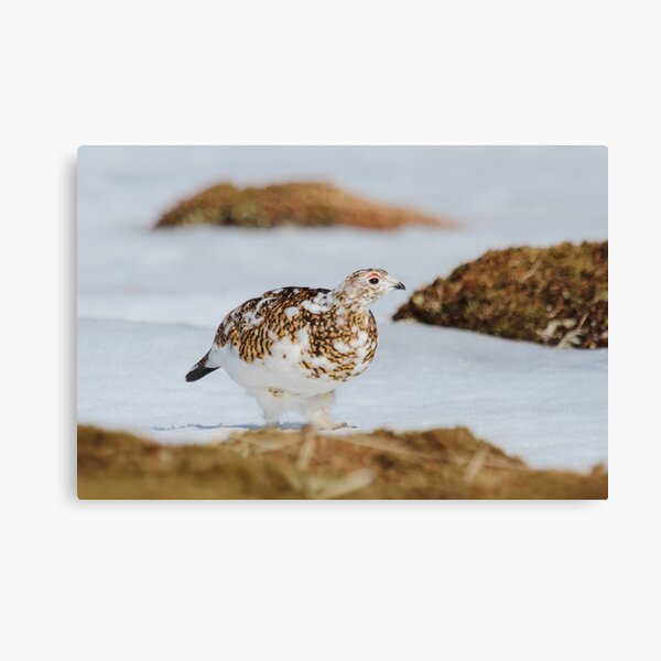 Canvas Print