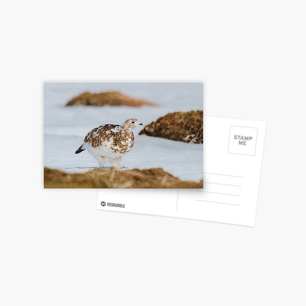 Item preview, Postcard designed and sold by orcadia.