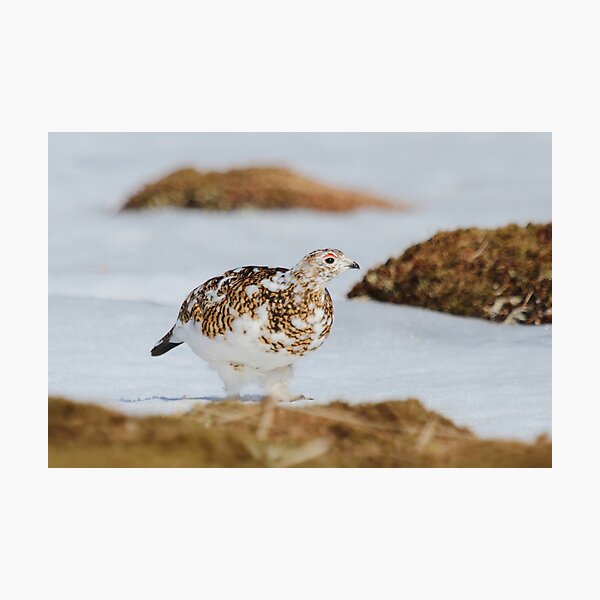 Item preview, Ptarmigan designed and sold by Fiona MacNab.