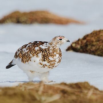 Artwork thumbnail, Ptarmigan by Fiona MacNab