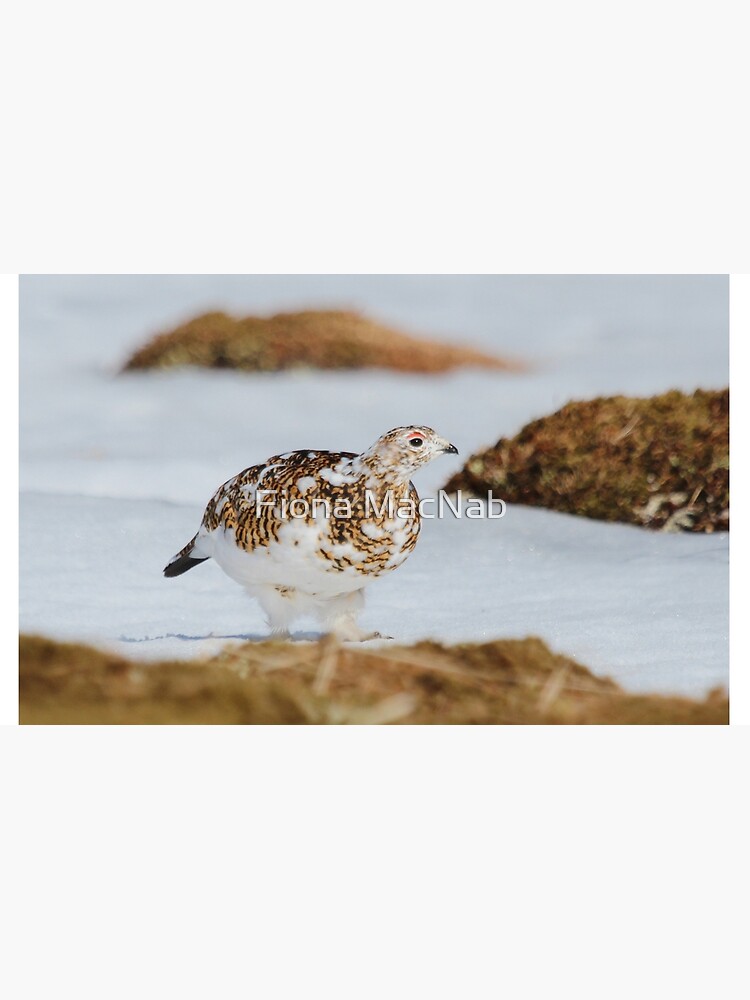 Thumbnail 6 of 6, Coffee Mug, Ptarmigan designed and sold by orcadia.