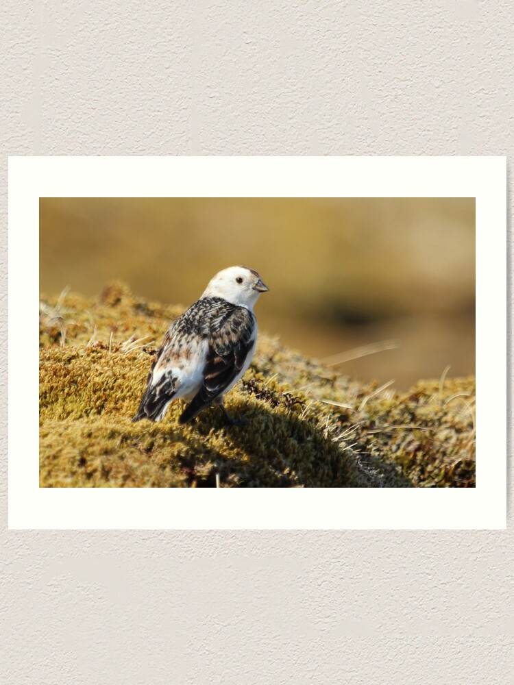 Alternate view of Snow bunting Art Print