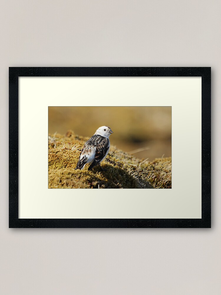 Alternate view of Snow bunting Framed Art Print