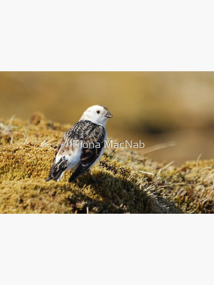Snow bunting by orcadia