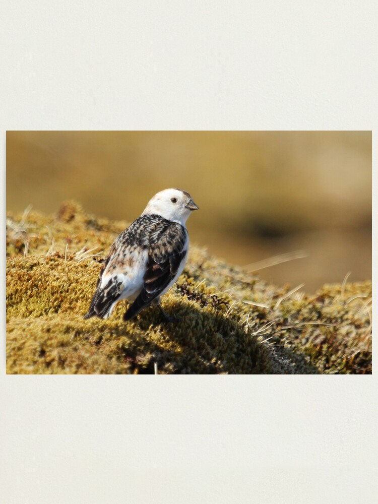 Alternate view of Snow bunting Photographic Print