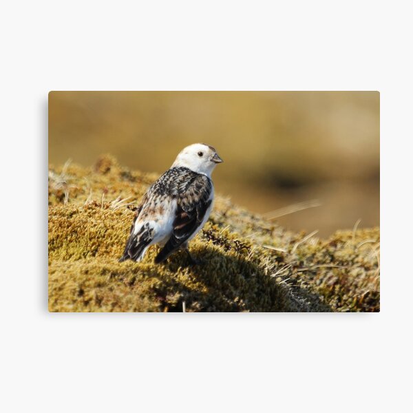 Item preview, Snow bunting designed and sold by Fiona MacNab.