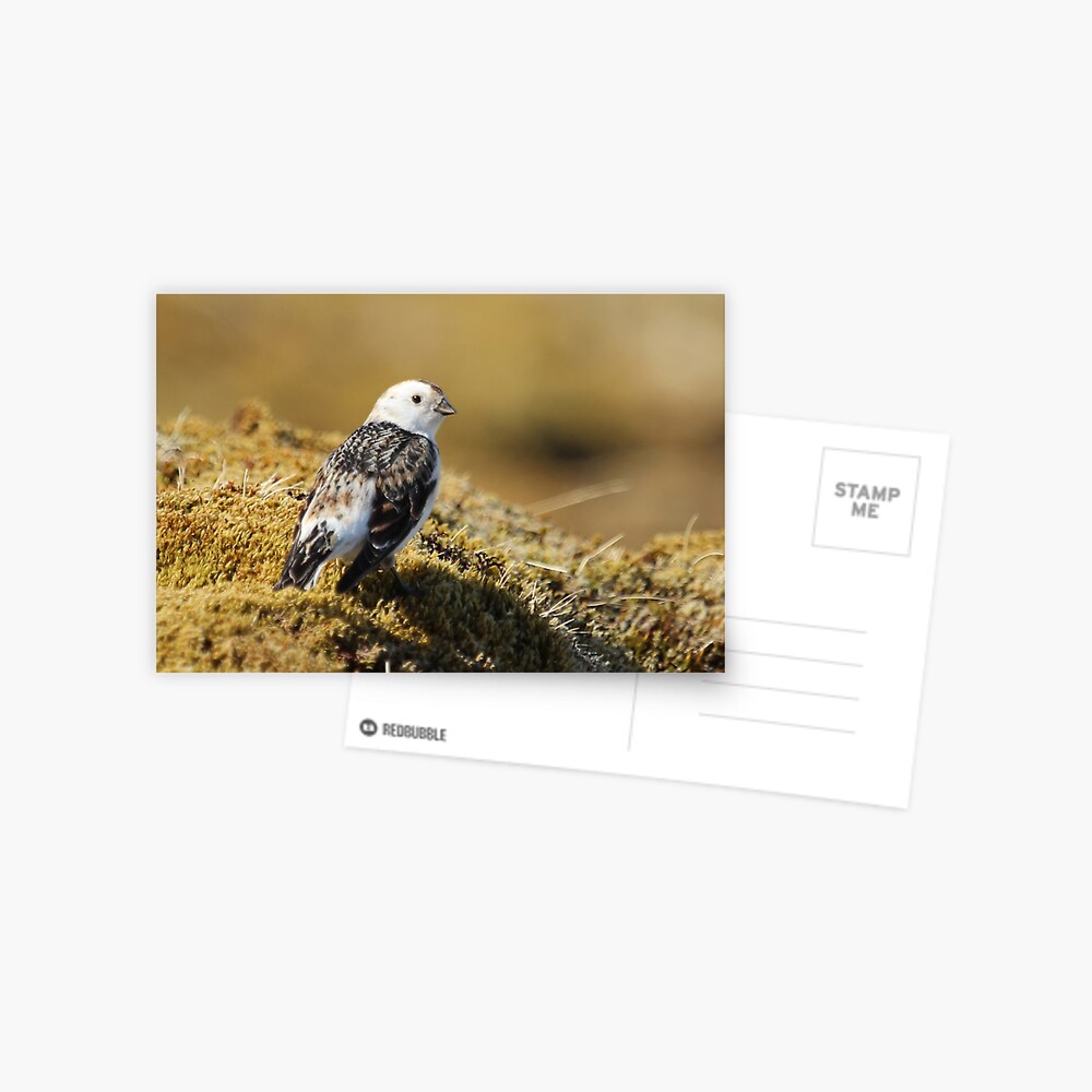 Item preview, Postcard designed and sold by orcadia.