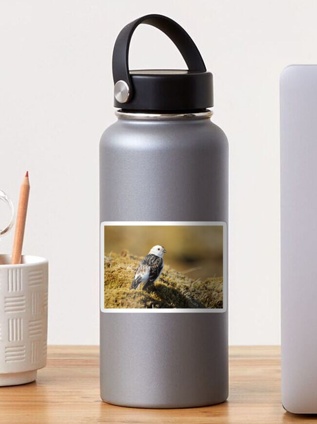 Thumbnail 1 of 3, Sticker, Snow bunting designed and sold by orcadia.